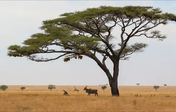 Wallpaper landscape, nature, view, beauty, Africa, landscape, nature ...