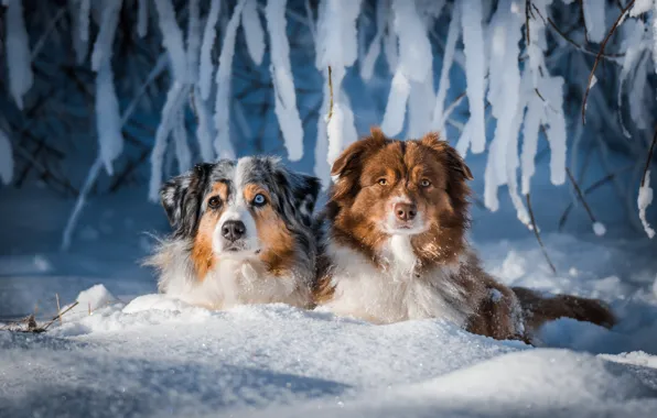 Winter, snow, branches, a couple, two dogs, Australian shepherd, Aussie