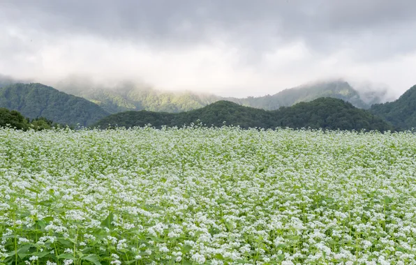 Field, forest, mountains, nature, fog
