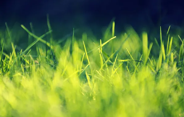 Grass, leaves, macro, light, deviantart, Playing with Sunlight, salmanarif