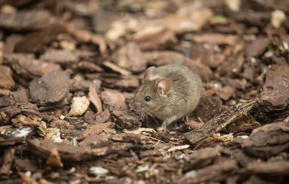 Picture mouse, rodent, vole