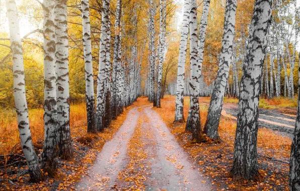 Picture road, autumn, forest, trees, branch, foliage, beauty, trunk