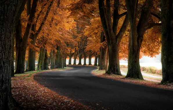 Picture road, autumn, trees