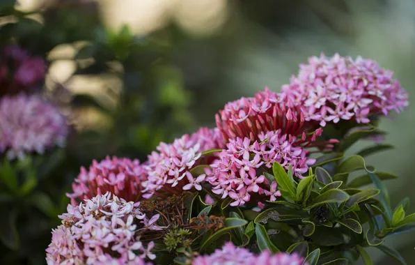 Picture Spring, Flowering, Purple flowers, Flowering, Purple flowers, Ixora