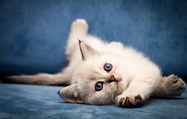 Cat, white, look, pose, kitty, baby, lies, face