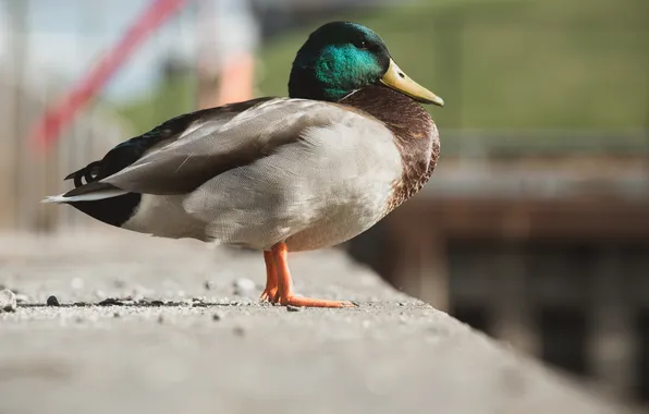 Animal, bird, Mallard