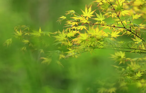 Picture greens, summer, leaves, branches, bokeh