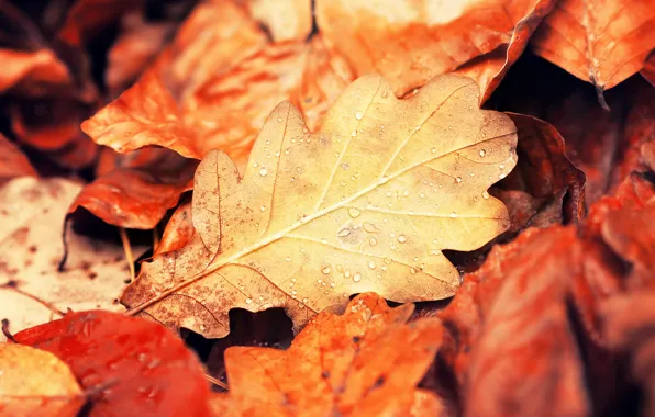 Autumn, leaves, drops, macro, nature, leaf, yellow, orange