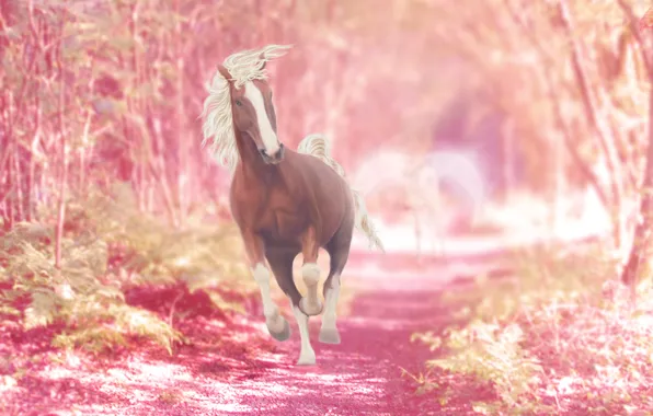 Nature, horse, fantasy, Pegasus, retouching