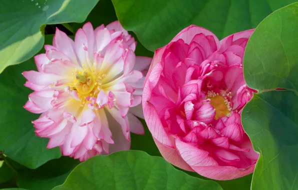 Leaves, Duo, Lotus
