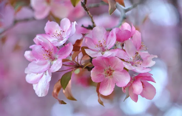 Picture spring, petals, garden, inflorescence