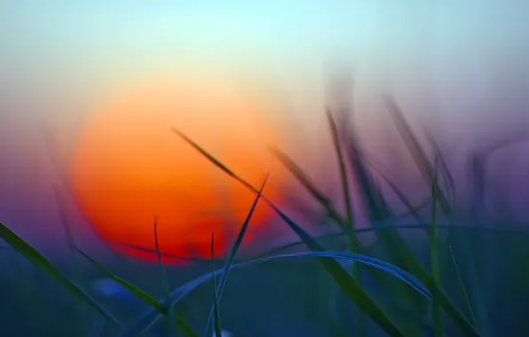 Picture greens, grass, sunset, The sun