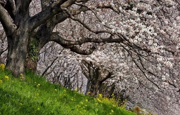 Picture nature, spring, Apple