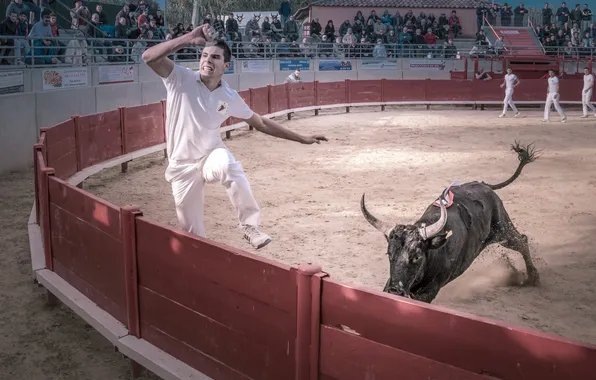 People, arena, bull