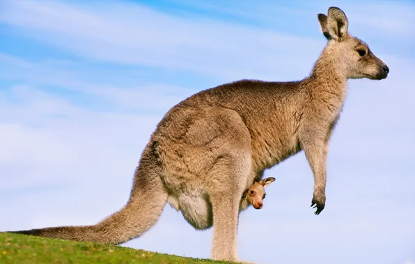 Picture the sky, clouds, Australia, kangaroo