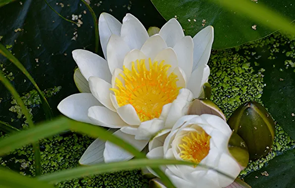 Macro, Lily, Lily, water Lily, nymphs