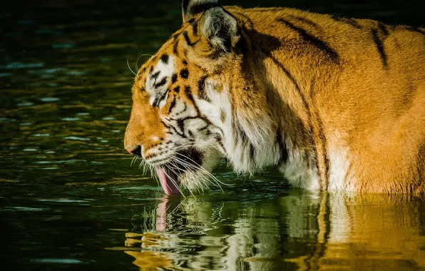 Picture language, face, tiger, predator, profile, wild cat, pond