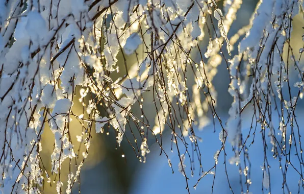 Winter, the sky, macro, light, snow, branches