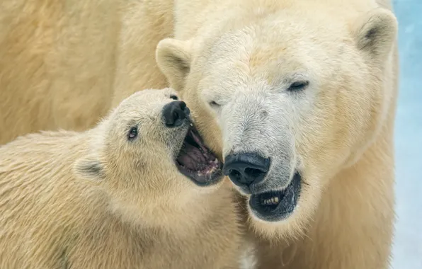 Bears, bear, polar bears, bear, polar bears