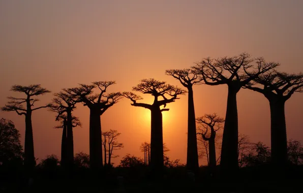 The sky, light, trees, baobab, crown
