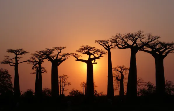 Picture the sky, light, Trees, baobabs, crown