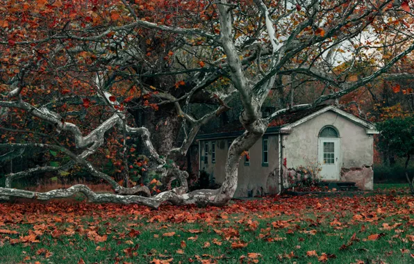 Autumn, leaves, house, tree