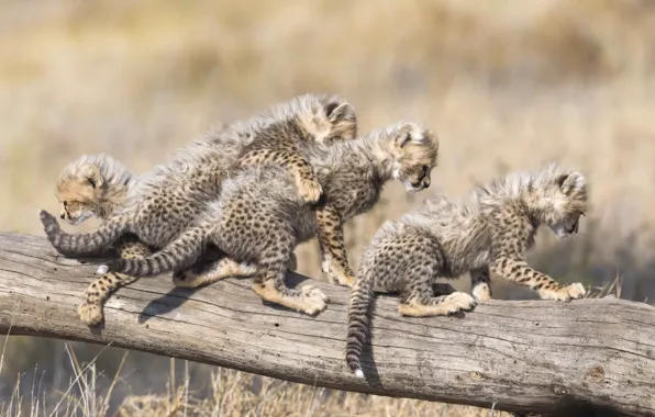 Log, kids, cheetahs