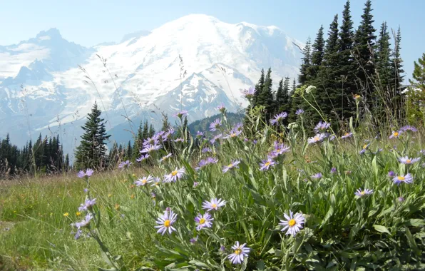 Picture forest, flowers, mountains, nature