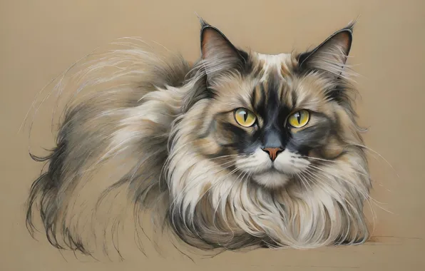 Cat, cat, look, pose, figure, fluffy, face, Siamese