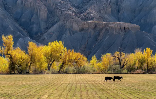 Picture field, autumn, trees, mountains, yellow, nature, strip, rocks