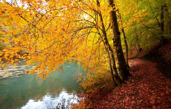 Autumn, forest, trees, branches, lake, trunks, shore, foliage