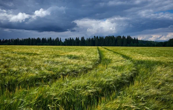 Road, field, forest, clouds, rye, track, ears, rye field