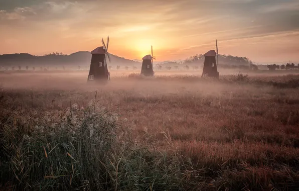 Picture field, the sky, grass, the sun, light, landscape, nature, fog
