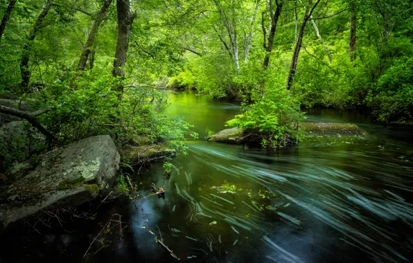 Picture greens, forest, summer, trees, river, Rhode Island, Rhode Island