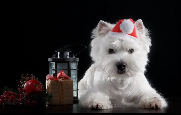 Holiday, hat, Dog, Puppy, Baby