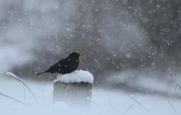 Winter, snow, bird, post, black