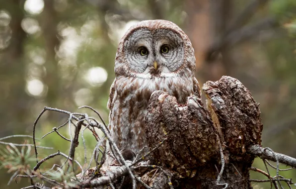 Picture look, owl, bird