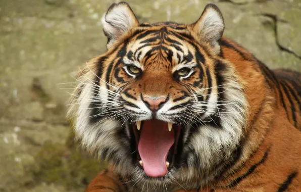 Look, tiger, portrait, mouth