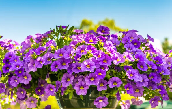 The sky, light, flowers, bright, Bush, bouquet, garden, pot