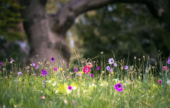 Picture summer, flowers, nature