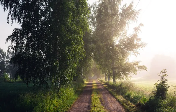 Picture road, summer, light, fog, morning