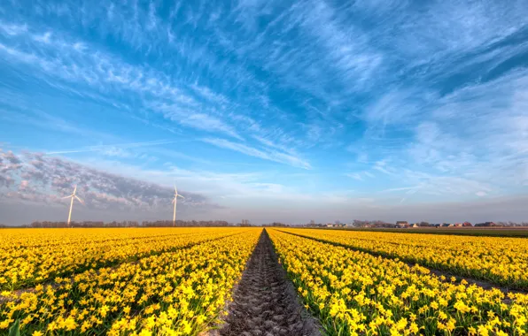Field, clouds, flowers, blue, beauty, spring, yellow, space