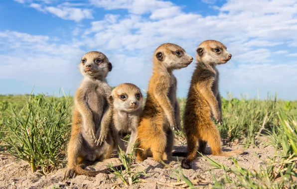 Picture animals, meerkats, faces