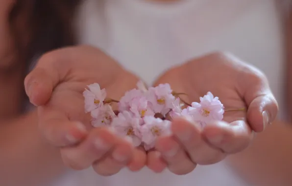 Picture flowers, background, pink, gentle, Wallpaper, hands, flowers