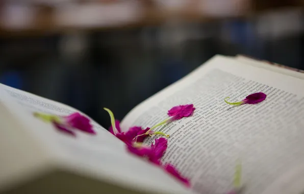 Text, petals, Book