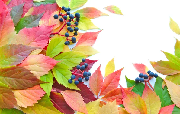 Picture autumn, leaves, berries, brightness