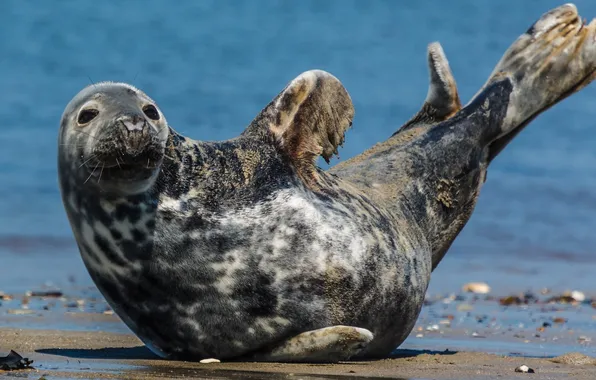 BODY, SAND, FINS, SHORE, SEAL