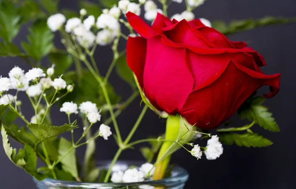 Roses, buds, gypsophila