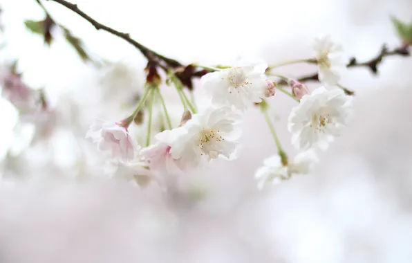 White, flowers, nature, sprig, color, spring, blur, Sakura