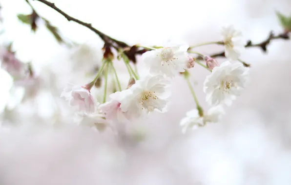 Picture flowers, nature, sprig, color, spring, blur, Sakura, white